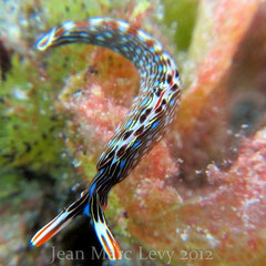 Thuridilla gracilis