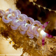 Pteraeolidia ianthina