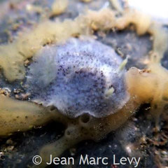 Dorid non identifié sp.2