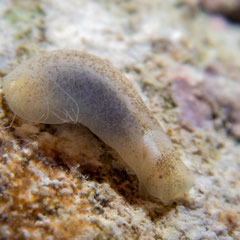 Phanerophthalmus sp.3