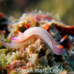 Thorunna sp.3