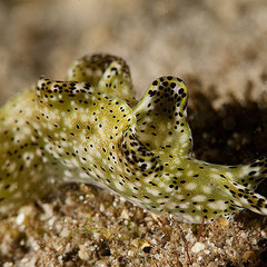 Elysia nigropunctata