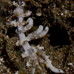 Phyllodesmium sp. 1