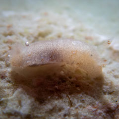 Discodorid sp. 12 non identifié