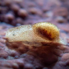 Philine sp.2
