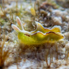Elysia sp.23