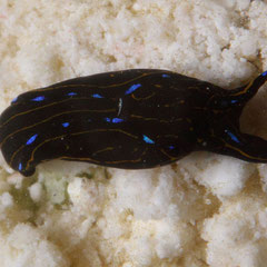 Chelidonura alisonae