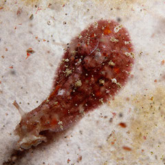 Dolabrifera cf dolabrifera