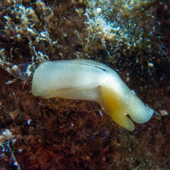 Philine rubrata