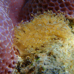 Tenellia lugubris