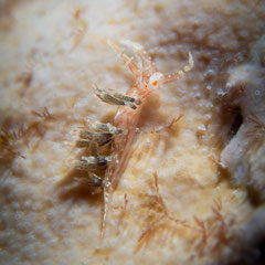 Cratena affinis