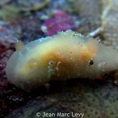 Hallaxa sp. 3