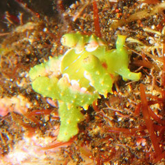 Lobiger viridis