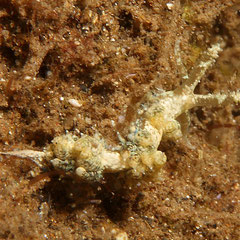 Baeolidia scottjohnsoni 
