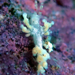Eubranchus sp.9