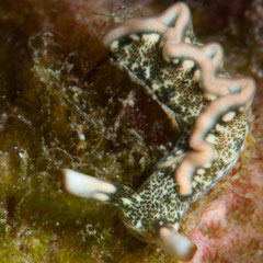 Thuridilla carlsoni