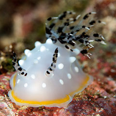 Halgerda sp.2