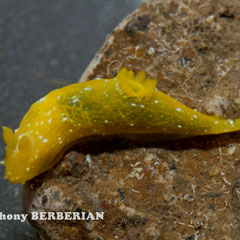 Gymnodoris sp. 5