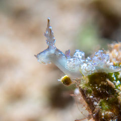 Hancockia sp.2