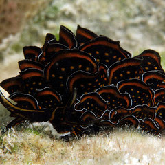 Cyerce nigricans