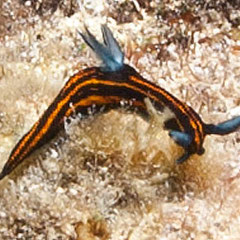 Roboastra gracilis