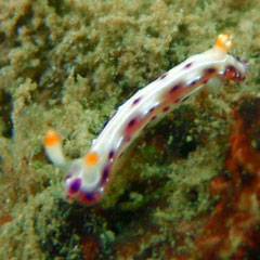 Hypselodoris maculosa