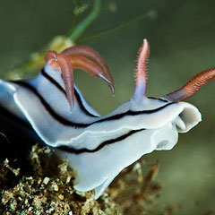 Chromodoris lochi