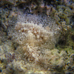 Discodorid sp.9 non identifié