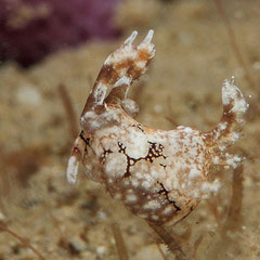 Trapania squama