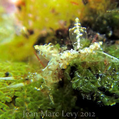 Eubranchus sp. 5