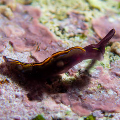 Thuridilla livida