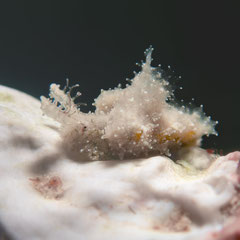 Elysia sp.18