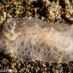 Discodorid sp. 4 non identifié