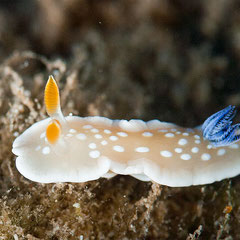 Ardeodoris sp.1