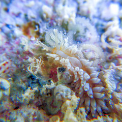 Anteaeolidiella sp.1