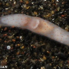 Gymnodoris alba