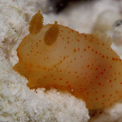 Gymnodoris sp.3
