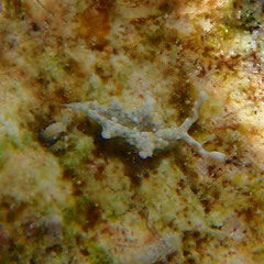 Elysia sp. 6