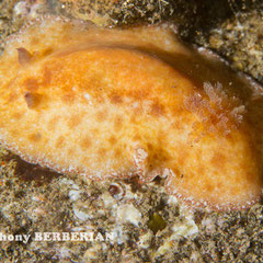 Platydoris sp.2
