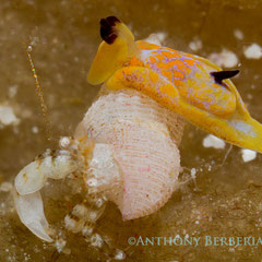 Siphopteron sp.1
