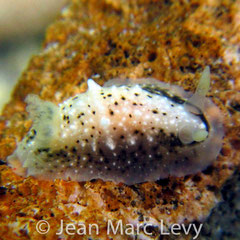 Dendrodoris coronata