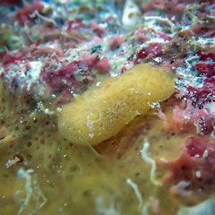 Rostanga sp.1