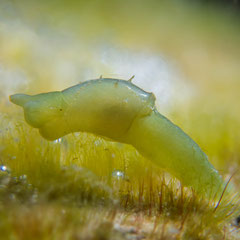 Oxynoe sp.3
