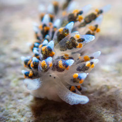 Stiliger sp.2