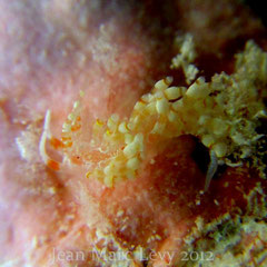 Tenellia sp. 9