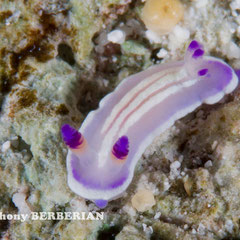 Mexichromis lemniscata