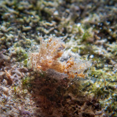 Janolus mirabilis