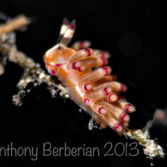 Flabellina sp. 3