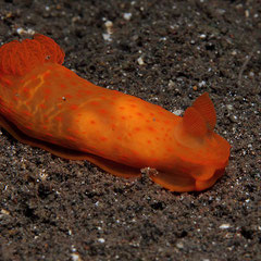 Gymnodoris inornata