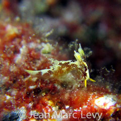 Trapania sp. 3